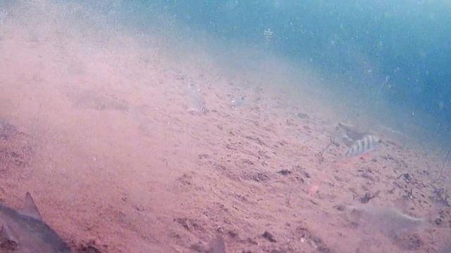 Как СОБРАТЬ ОКУНЯ ПОД ЛУНКОЙ! Самая УДОБНАЯ Зимняя палатка СНЕГИРЬ 3Т LONG!!! смотреть онлайн