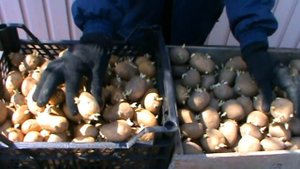 Какой идеальный посадочный материал картофеля.Отбираем посадочный материал картофеля