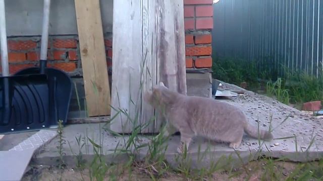 Котик боится улицы смотреть онлайн