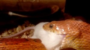 Маисовый полоз. Возраст 5 лет. Длинна 145 см.