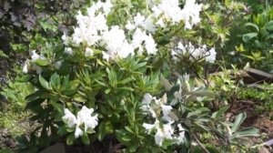 РОДОДЕНДРОНЫ в Подмосковье , часть 2