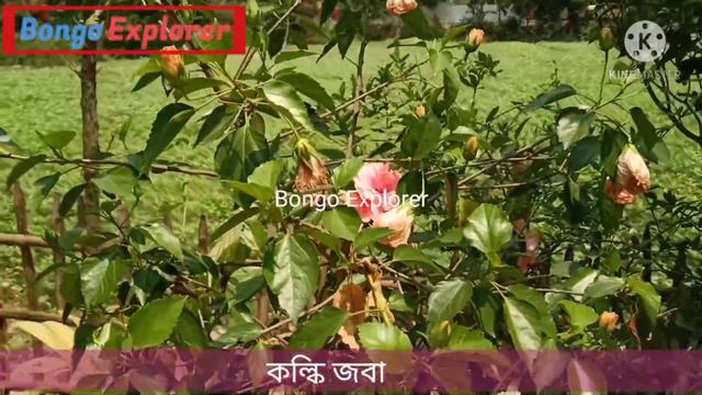 Rooftop Garden | Different types of Hibiscus flower in my garden | Bongo Explorer смотреть онлайн