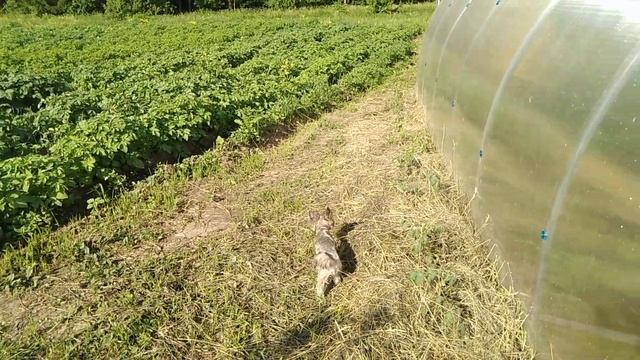 МУЛЬЧА! // Что такое МУЛЬЧА???//Зачем нужна МУЛЬЧА???// Секреты Хороших Урожаев