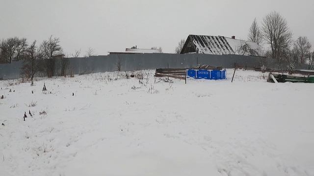 ЧИХУАХУА обожают СУГРОБЫ и снег / щенки чихуа в питомнике РКФ Мари Мистик СПб / Марина Белкина