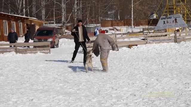 Собака для охраны - Волчьи повадки