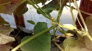 Огурцы Китайские змеи. Ни пусто ни густо!