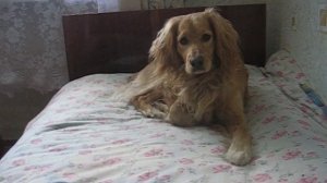 Любимая собака коккер спаниель рыжий