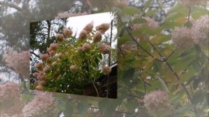 ВАЖНО!! ГОРТЕНЗИЯ ОСЕНЬЮ: УХОД И ПОДГОТОВКА К ЗИМЕ