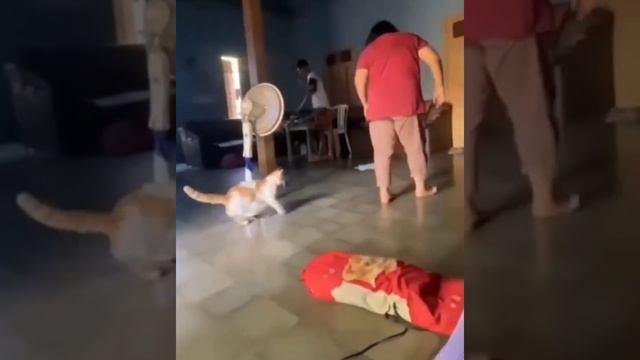 ДомашниеПитомцы