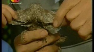 В мире животных с Николаем Дроздовым 2009 г Выпуск - 27