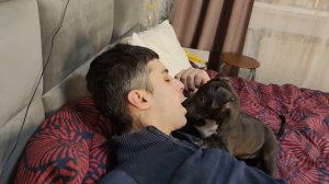 ПИТБУЛИ РАБОЧЕГО РАЗВЕДЕНИЯ. Какие они???