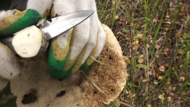 Огромные и небольшие подберёзовики.