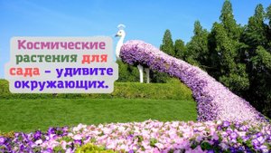 Космические растения для сада – удивите окружающих.?