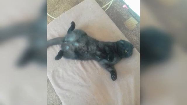 Джесси шоу! Кошка, которая гуляла сама по себе☺ смотреть онлайн