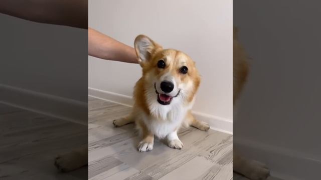 Ушастый Корги ? смотреть онлайн