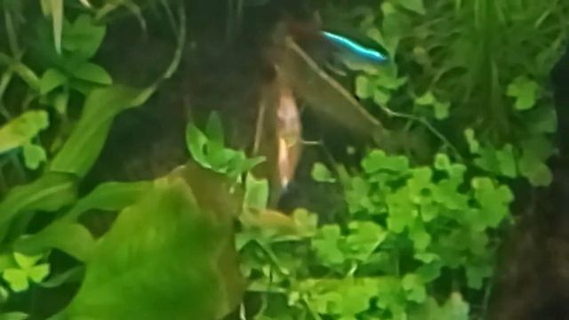 Вы не поверите что едят креветки Амано! смотреть онлайн