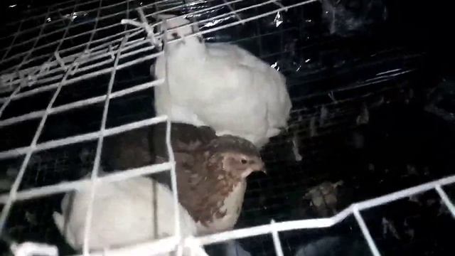 Мои перепела смотреть онлайн