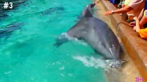 Морские обитатели (викторина)