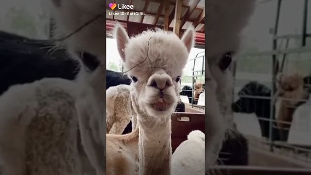 Смешная альпака.? смотреть онлайн