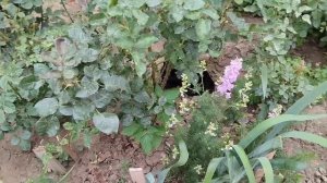 МАХАЧКАЛА. МАГАЗИН ПЛАНЕТА ЭКОНОМ В МАХАЧКАЛЕ. КОТЯТА