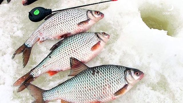 Где краснопёрка обитает зимой. ЛУЧШИЕ НАЖИВКИ для краснопёрки.  Рыбалка с Деки Орка.