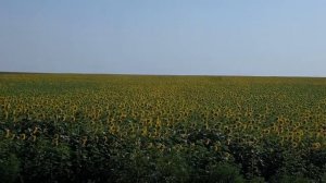 "Заработок при выращивание подсолнуха" / урожай 25ц. Теперь деньги не проблема!