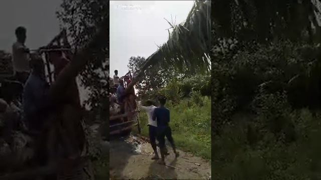 Royal Palm Tree Bottle Palm | Available on IndiaMART смотреть онлайн