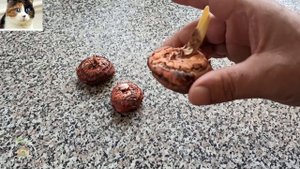 Подготовка луковиц гладиолусов к посадке весной. Обработка гладиолусов от грибка