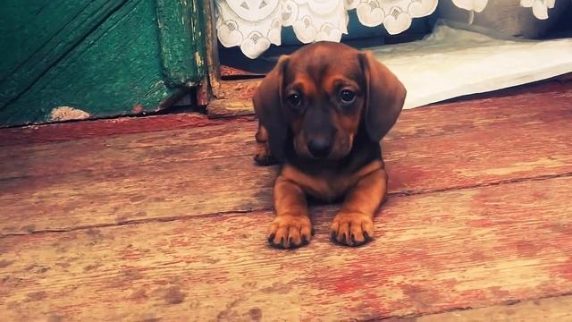 Девочка - такса (самая лучшая из помета) смотреть онлайн