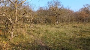 Охота с воздушкой на фазана с сыном