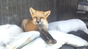 Sleepy Fox