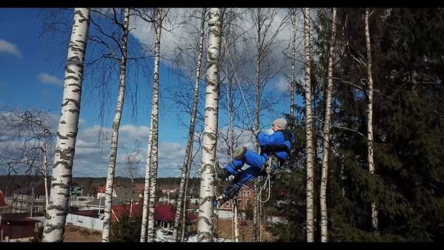 Валка деревьев, с оттяжкой!