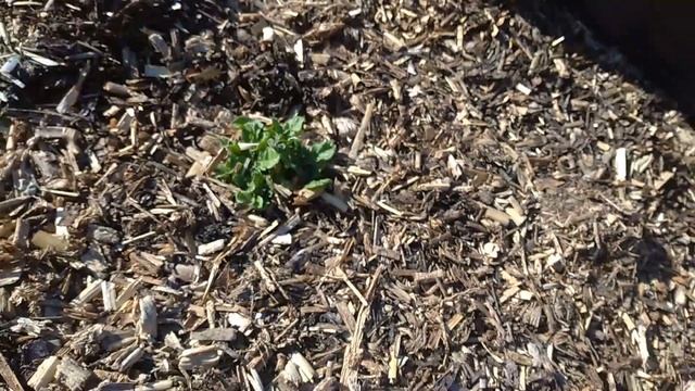 22. Картофель растет без земли в кислой среде! смотреть онлайн