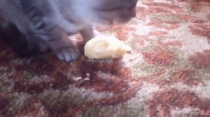 Кот ест сырую картошку (Pussy eating raw potatoes) часть 2