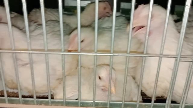 Эти яйца нельзя складывать на инкубацию!!! Кухонные бройлеры гуляют!