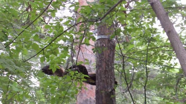 Харза на отдыхе 28.06.2019 смотреть онлайн