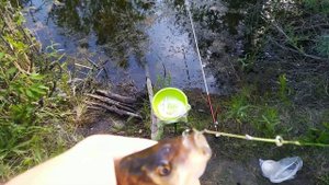 28 июня 2021 г. Рыбалка в июне . Гороховое тесто - одна из самых лучших растительных насадок .