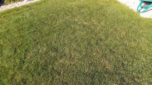 Я победил ОДУВАНЧИКИ на газоне