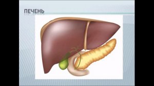 Пищеварение в желудке и кишечнике