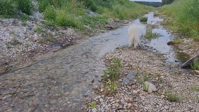 Релакс прогулка самоеда под звуки природы. Лес и река #samoyed #samoyeddog  #asmr