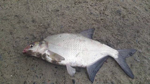 р Самара большой подлещик)!!! смотреть онлайн