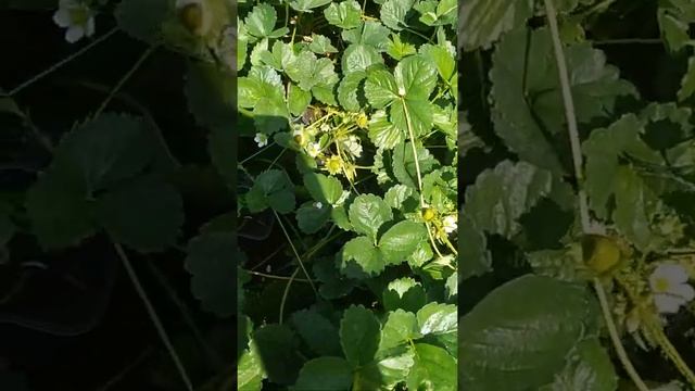 Клубника Крапо 10. Супер сорт!!! смотреть онлайн