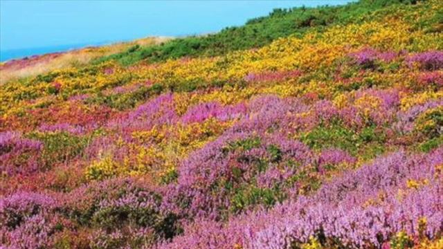 Calluna смотреть онлайн