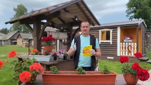 Качественная подкормка пеларгонии