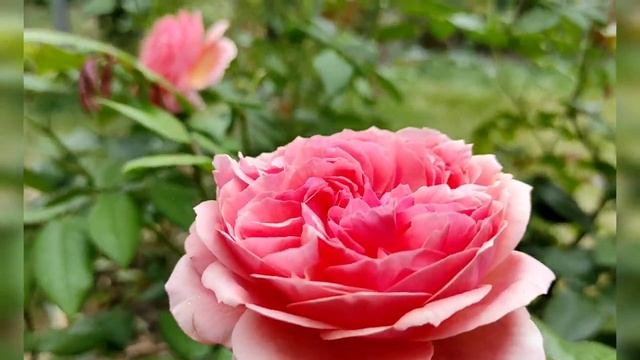 Роза Чиппендейл и Чикаго рис, осенние бутоны. смотреть онлайн