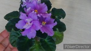 Фиалка ЕК - Багульник. Описание сорта фиалки./Новинка 2018 года.//Первое цветение!!!