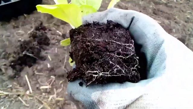 Огород для души#Посадка пекинской капусты в теплицу 14.04.2021 смотреть онлайн