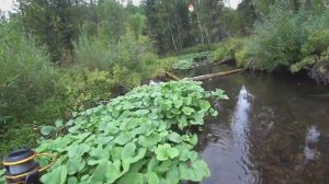 Рыбалка на Таёжной речке в ТАЙГЕ / Хариус берёт из под коряг/ ПОДОБРАЛ МУШКУ И СТАЛ ЛОВИТЬ!!!!