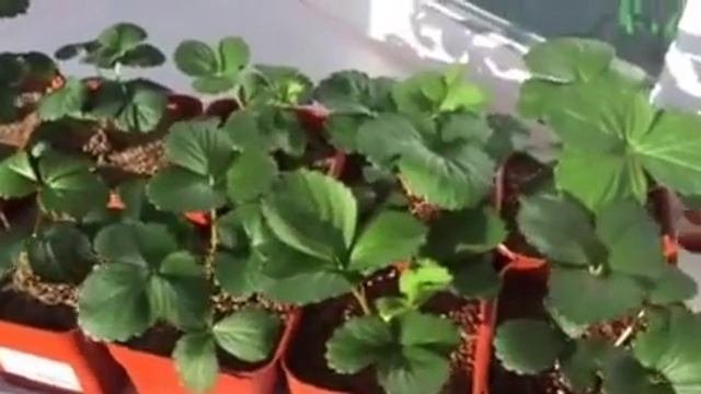 Секреты выращивания земляники. Земляника в Сибири