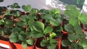 Секреты выращивания земляники. Земляника в Сибири